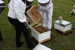 Owhango Beekeepers Club Hive